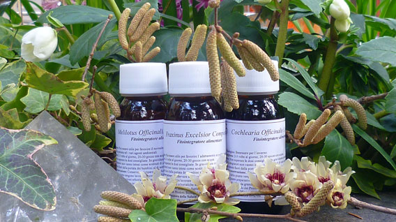 Lvs 38n Salix Alba Compositum