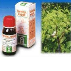 ANGELICA 55 50 ML TINTURA MADRE